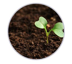 soil health